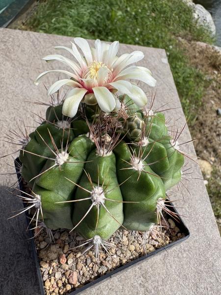 Gymnocalycium nigriareolatum